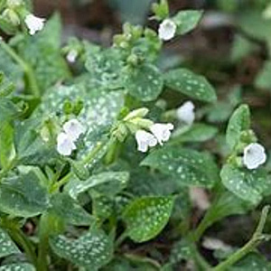 Pulmonaria 'Ice Ballet' GM P9 BIO