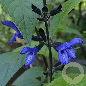 Salvia g. 'Black and Blue' GM P9 BIO