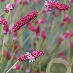 Sanguisorba ten. 'Pink Elephant' GM P9 BIO