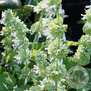 Salvia vert. 'Alba' GM P9 BIO