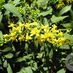 Solidago caesia GM P9 BIO