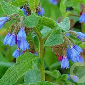 Symphytum azureum GM P9 BIO
