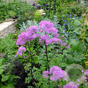 Thalictrum a. 'Thundercloud' GM P9 BIO