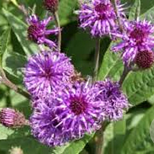 Vernonia noveboracensis GM P9 BIO