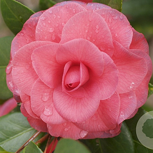 Camellia j. 'Rubra' 40-50 cm 3,0L