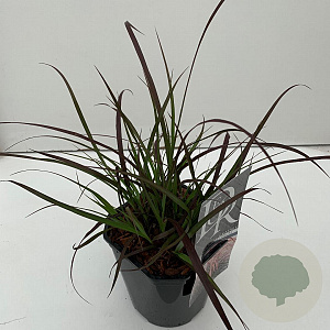 Pennisetum advena 'Rubrum' 25-30 cm 2,0L vierkant