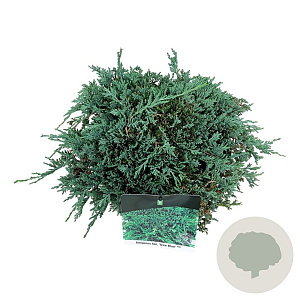 Juniperus h. Icee Blue 30-40 cm 6,5L