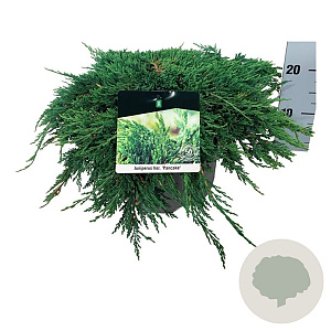 Juniperus h. 'Pancake' 30-40 cm 6,5L