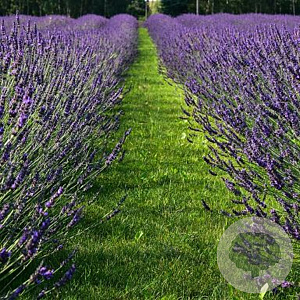 Lavandula intermedia 'Phenomenal' GM C3