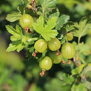 Ribes uva-crispa 'Mucurines' C1.5 wortelecht