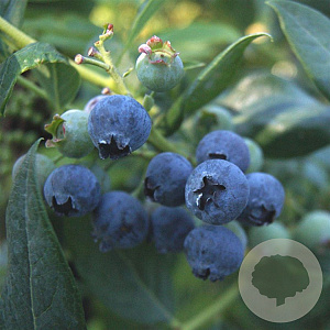 Vaccinium c. 'Emil' C1.5 wortelecht