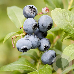 Vaccinium corymbosum 'Reka' C1.5 wortelecht