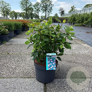 Hydrangea a. 'Pink Percussion' 60-80 cm 10L
