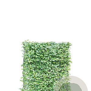 Carpinus betulus 120x155 Mobilane kant en klaar haag