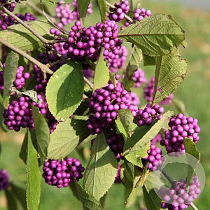 Callicarpa bod. Magical Deep Purple 100-125 cm 20L