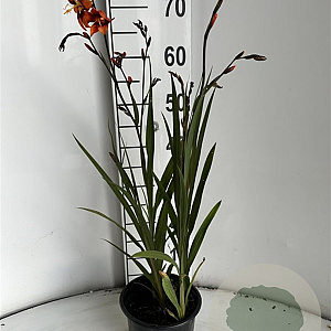 Crocosmia 'Emily McKenzie' GM 2,0L