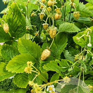 Fragaria v. 'Yellow Wonder' GM P9