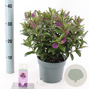 Hebe Hebedonna Emma 20-25 cm 2,0L