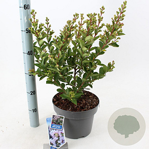 Lagerstroemia i. With Love Babe 40-60 cm 5,0L