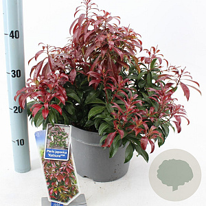 Pieris jap. 'Katsura' 30-40 cm 5,0L