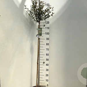 Prunus 'Hally Jolivette' 120 cm stam 7,5L