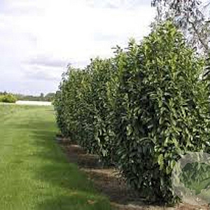 Prunus l. 'Mariblon' 250-300 cm draadkluit struik 175-200 diameter