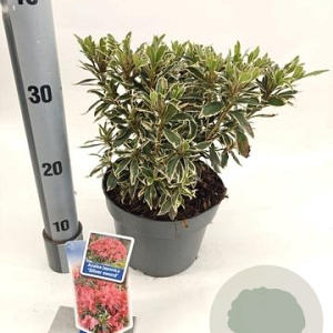 Rhododendron (AJ) 'Silver Sword' 20-25 cm 3,0L