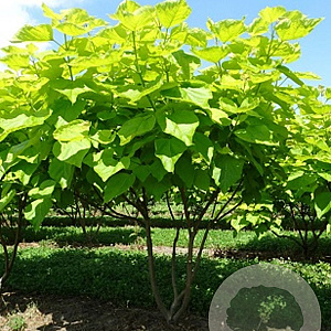 Catalpa bignonioides 'Aurea' 200-250 cm draadkluit meerstammig