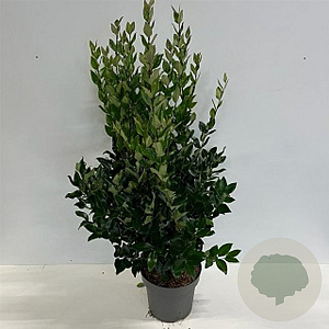 Ligustrum lucidum 125-150 cm 25L solitair