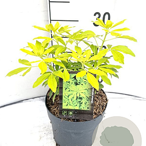 Choisya ternata 'Brica' 20-30 cm 2,0L