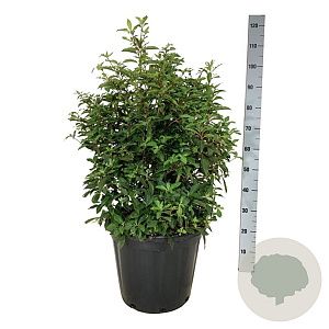 Clethra barbinervis 60-80 cm 30L extra