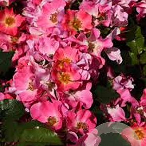 Rosa (H) Giro d' Italia GM C1.5 eigen wortel