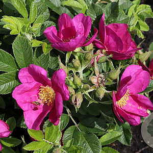 Rosa (H) Short Track GM C1.5 eigen wortel