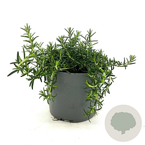 Rosmarinus off. 'Capri' GM 2,0L