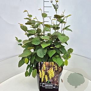 Corylopsis sin. 'Spring Purple' 40-50 cm 10L