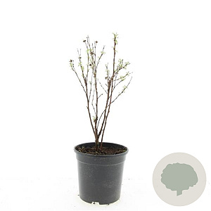 Potentilla f. 'Jackman's Variety' GM C1.3