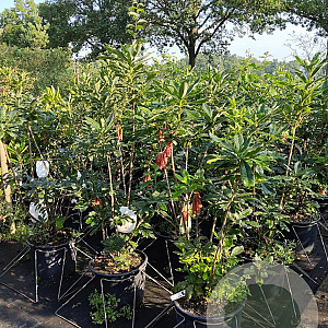 Rhododendron (AK) 'Golden Eagle' 80-100 cm 15L