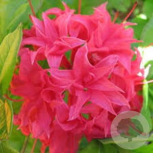 Rhododendron (AK) 'Homebush' 60-80 cm 15L
