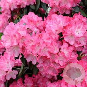 Rhododendron (Y) 'Morgenrot' 40-50 cm 10L