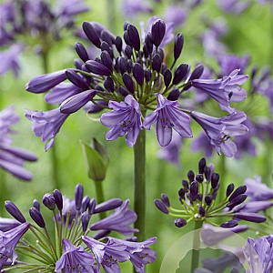 Agapanthus Poppin' Purple GM P9