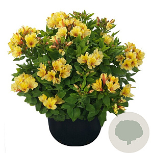 Alstroemeria S. Par. Spring Valley GM  P11