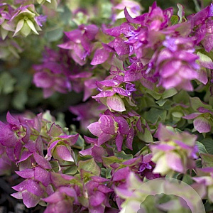 Origanum Bellissimo GM P9