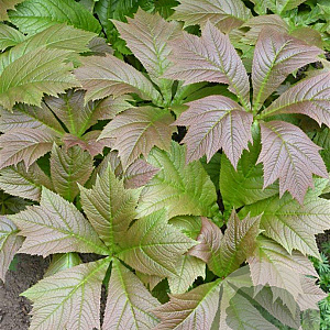 Rodgersia pinnata 'Braunlaub' GM P9