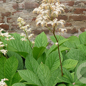Rodgersia samb. 'Rotstiel' GM P9