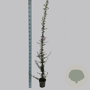 Pyracantha 'Golden Charmer' 150-175 cm 5,0L
