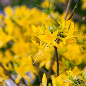 Rhododendron luteum 20-25 cm 3,0L