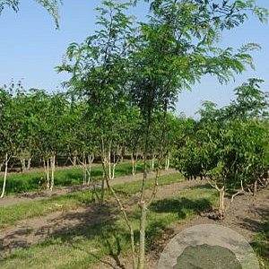 Gleditsia triacanthos inermis 400-450 cm draadkluit meerstammig
