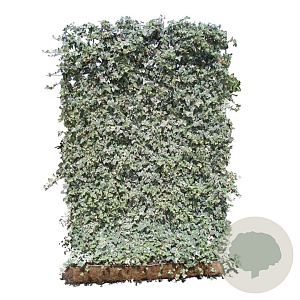 Hedera hel. 'Glacier' 120x180 container kant en klaar haag
