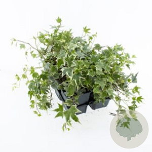 Hedera hel. 'White Ripple' 120x180 container kant en klaar haag
