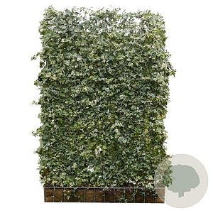 Hedera hel. 'White Ripple' 120x180 container kant en klaar haag